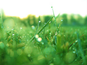 grass2.jpg